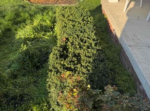 Bush Trimming by Tristan Spradlin for Kameron B. in Lexington, KY