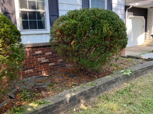 Bush Trimming by Patrick Toothman for Logan . in Streetsboro, OH