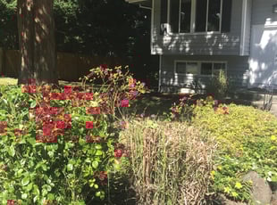 Bush Trimming by Todd Adamson for Ajay V. in Redmond, WA