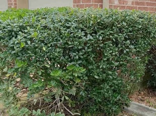Bush Trimming by Alexis Perez for Geoffrey H. in Cypress, TX
