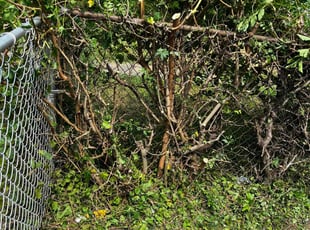 Bush Trimming by Annette Cudjoe for Trevonne J. in Richmond, VA