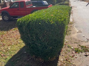 Bush Trimming by Connor Hall for Amanda S. in Asheville, NC