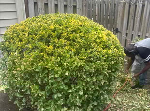 Dr B.'s Bush Trimming service result