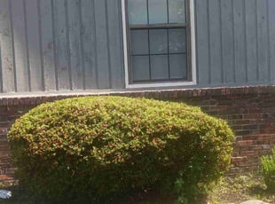 Bush Trimming by Ashley McCarty for Charles W. in Memphis, TN