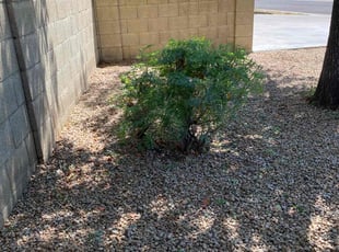 Bush Trimming by Bobby Parris for Curtis S. in Glendale, AZ