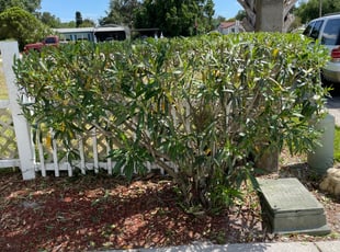 Bush Trimming by Ramon Taguja for Devin W. in Ruskin, FL