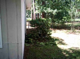 Trish C.'s Bush Trimming service result