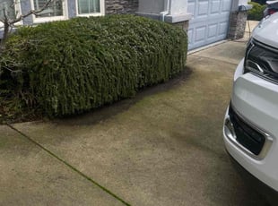 Bush Trimming by Uriel Aldrete for Xavier M. in Antelope, CA