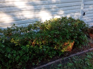 Bush Trimming by Joseph Hughes for Kim L. in Virginia Beach, VA