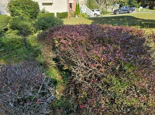 Bush Trimming by Henry Wilson for Candace B. in Douglasville, GA