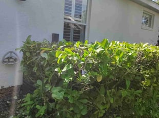 Bush Trimming by Vernon Simpkins for Janet P. in Mount Dora, FL