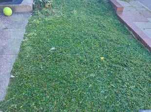 Kevin B.'s Lawn Mowing service result