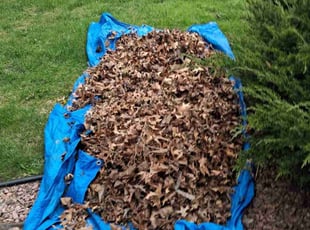 Leaf Removal by Kevin Rhyne for Zy'Aire K. in Janesville, WI