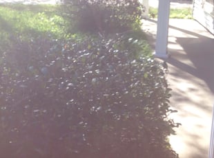 Bush Trimming by Brandon Underwood for Geralyn A. in Baton Rouge, LA