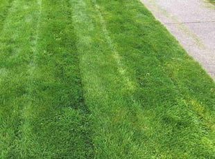 Gale C.'s Lawn Mowing service result