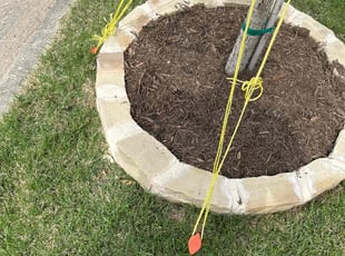 Weeding by Patrick Stewart for Shelley T. in McKinney, TX