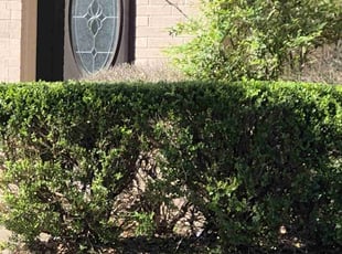Bush Trimming by Elena Fortress for Fernando M. in Del Valle, TX
