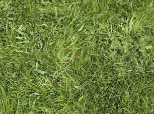 Cleanups by Kyle Yelton for Kimberly G. in Indianapolis, IN
