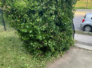 Bush Trimming by Dewayne Hopkins for Emrhys B. in Baltimore, MD
