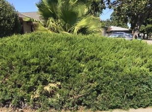 Bush Trimming by Zo Navarro for Special J. in Stockton, CA