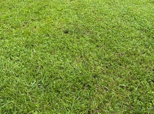 Rebecca R.'s Grass Cutting service result