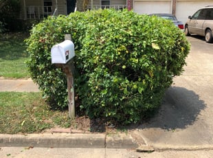 Bush Trimming by Kevin Whitbeck for Kenneth T. in Virginia Beach, VA