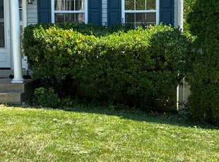 Bush Trimming by Miguel Rivera for Mohammed S. in Woodbridge, VA
