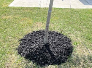 Aeration by Melvin Sanchez for Sindhu B. in Melissa, TX