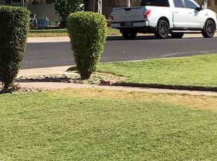 Bush Trimming by Bobby Parris for Jessica M. in Phoenix, AZ