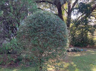 Bush Trimming by Terrain Lewis for Kathy L. in Crawfordville, FL