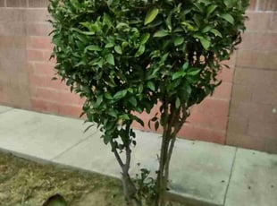 Bush Trimming by Ruben Jimenez Jr for Georgia P. in Lakewood, CA