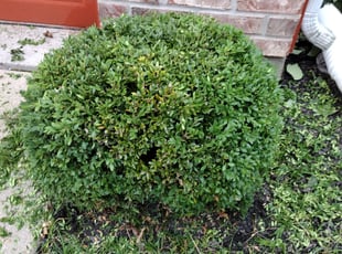 Bush Trimming by Niesha Lomax for Elizabeth P. in Indianapolis, IN