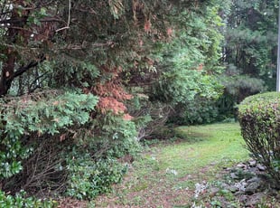 Bush Trimming by Cyntmara Home and Lawns for Kim O. in Marietta, GA