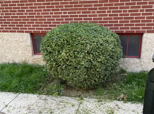 Bush Trimming by Ted Ostavitz for Kynan A. in Cincinnati, OH