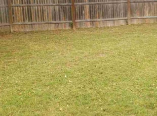 Leaf Removal by Jason Salazar for Trichelle M. in San Antonio, TX