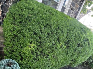 Bush Trimming by Turell Smith for Julia M. in Drexel Hill, PA