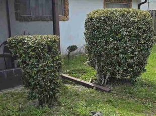 Bush Trimming by Shane Fillion for Vikki P. in Port Orange, FL