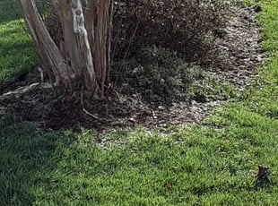 Weeding by Thomas Crowell for Allison D. in Chester, VA