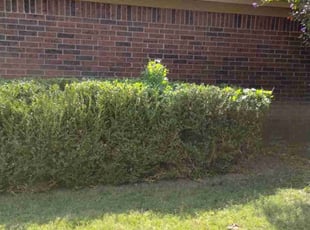 Bush Trimming by Carmen Euell for Lisa R. in Memphis, TN