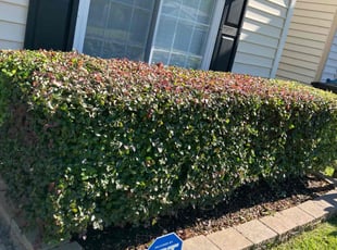Bush Trimming by Joel Walton for Tori S. in Virginia Beach, VA