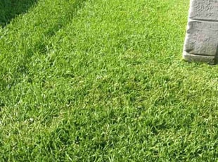 Denise R.'s Lawn Mowing Service service result