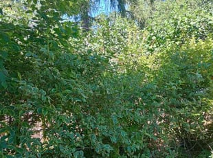 Bush Trimming by Mathew Benham for Carlton P. in Syracuse, NY