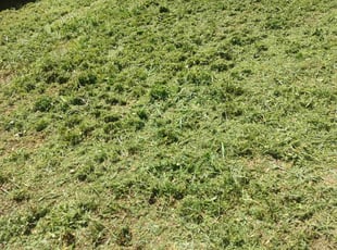 Weeding by Kevin Mills for Renee D. in Arvada, CO