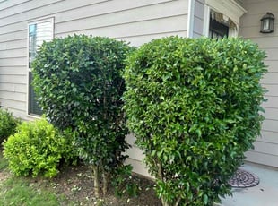 Kelcie P.'s Bush Trimming service result