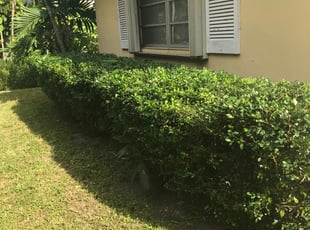 Bush Trimming by Jeffrey Bentley for Carlos L. in North Miami, FL