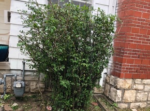 Bush Trimming by Oren Lee for David E. in Kansas City, MO