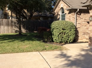Bush Trimming by Joshua Cedars for Akash B. in Austin, TX