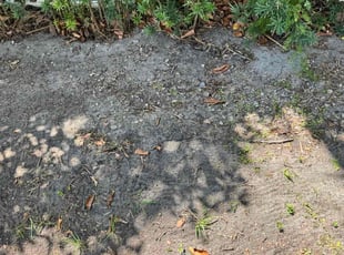 Leaf Removal by Keo Brown for H M. in Fort Lauderdale, FL