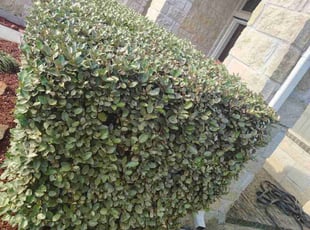 Bush Trimming by Enrique Ramirez for Creslyn D. in Baytown, TX