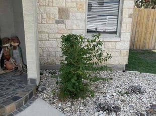Bush Trimming by Miguel Ybarra for Nicole J. in New Braunfels, TX
